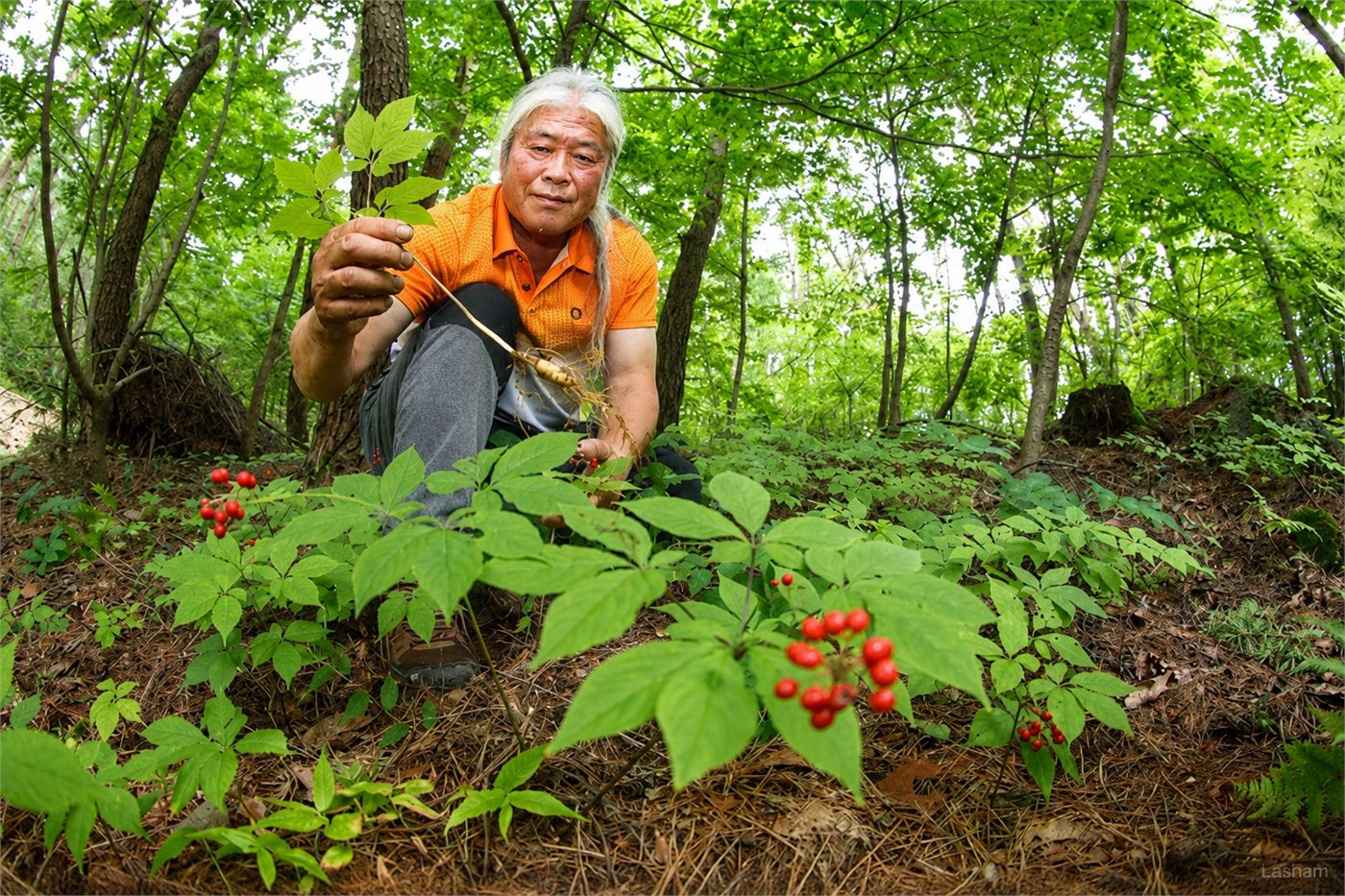 산에서 삼을 캐는 농부