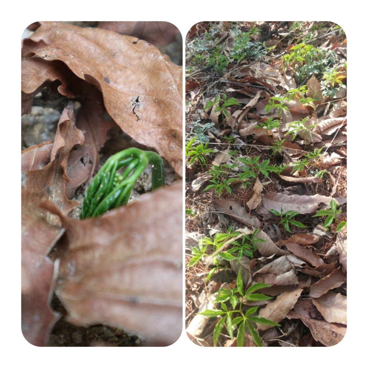산양삼 발아기