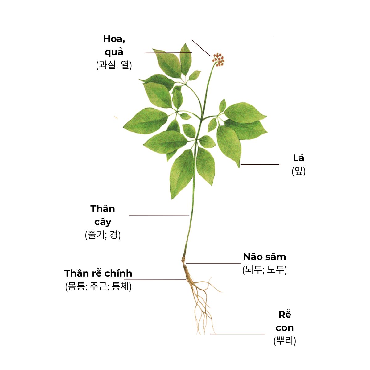 산양삼 식물의 구조: 꽃과 열매, 잎, 줄기, 뇌두, 뿌리